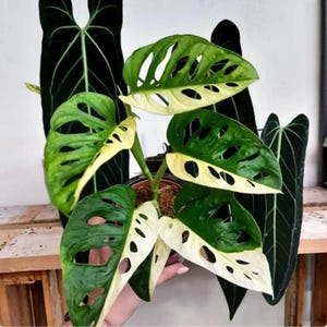 Może przedstawiać: Zbliżenie doniczkowej rośliny Monstera Adansonii, znanej również jako roślina szwajcarskiego sera, z dużymi, żywymi zielonymi liśćmi z unikalnymi otworami. Liście mają mieszankę zieleni i kremowej bieli. Inne ciemnozielone rośliny są w tle.