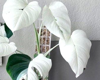 Monstera Albo White Tiger Variegada – Arácea rara – Planta de interior de colección