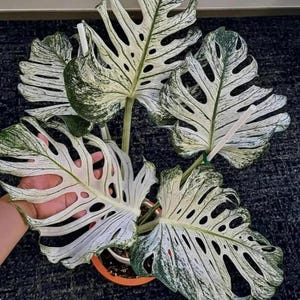 Monstera Teufelsmonster Variegierter Wurzelknoten Ausschnitt - Seltene Deliciosa Aroid - Tropische Pflanze Starter