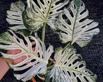 Monstera Devil Monster Brokig rotad nodstickling – Rare Deliciosa Aroid – Tropisk växtstartare