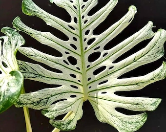 Esqueje de nudo enraizado de Monstera Deliciosa “Monstruo del Diablo” variegado