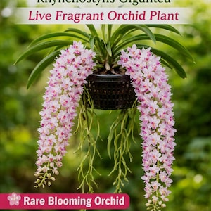 Orchidée Rhynchostylis Retusa Sétaire - Orchidée tropicale parfumée rare, fleur exotique à racines vivantes