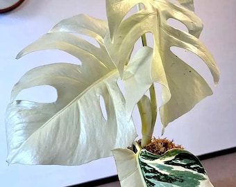 Esqueje enraizado de Monstera Albo Borsigiana variegada – Arácea rara – Planta de interior de alta variegación