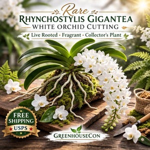 Rhynchostylis Gigantea White Rooted Cutting – Fragrant Tropical Orchid – Rare Collector Plant