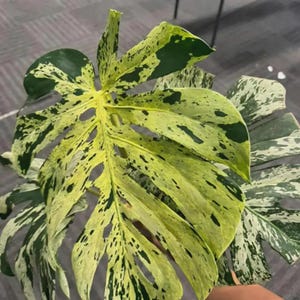 Könnte beinhalten: Nahaufnahme eines panaschierten Blattes der Monstera-Pflanze. Das Blatt ist eine lebendige Mischung aus Grün, Gelb und Weiß, mit dunkelgrünen Flecken und Fenestrierungen. Das einzigartige Muster der Pflanze ist auffällig.