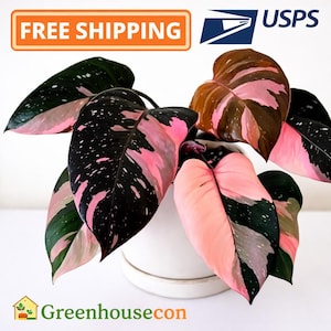 Puede incluir: Una planta de Philodendron Pink Princess en una maceta blanca. La planta presenta hojas grandes en forma de corazón con una llamativa mezcla de rosa, negro y verde. Las hojas tienen un patrón moteado, sobre un fondo blanco.