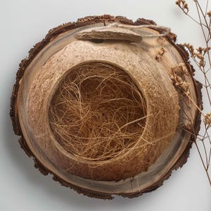 May include: A rustic, handcrafted birdhouse made from a cross-section of a tree trunk. The birdhouse features a circular opening filled with natural fibers, a small, flat roof, and a natural wood grain finish. A perfect addition to any garden.
