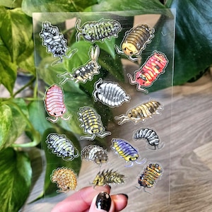 Könnte beinhalten: Ein transparentes Stickerbogen mit verschiedenen farbenfrohen Illustrationen von Asseln, auch bekannt als Kellerasseln. Die Designs umfassen eine Vielzahl von Farben und Mustern, wie Rot, Gelb, Schwarz und Weiß. Das Stickerbogen wird von einer Person gehalten.