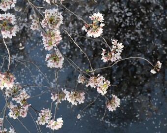 Japanese Sakura Over the Kanda River, digital print, 14" x 11"