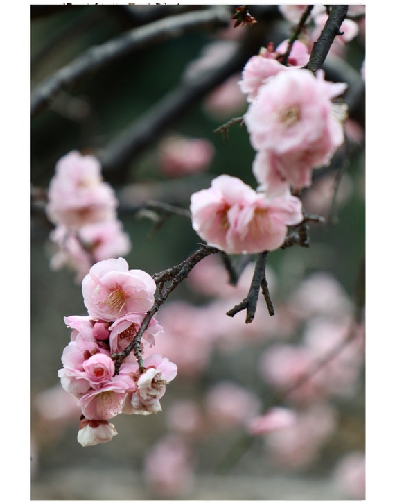 Japanese Plum Blossoms Digital Print 11 X 14 Etsy
