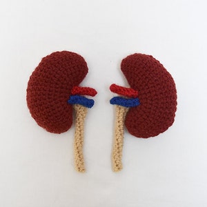 Kidneys Crochet Pattern, Kidney Crochet Pattern, Kidney Amigurumi Pattern, Organs Crochet Pattern, Organ Amigurumi Pattern, Biology Pattern