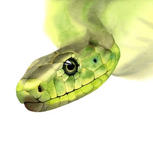 May include: Close-up of a green snake's head with a light green and yellow background. The snake has a dark green eye and scales.