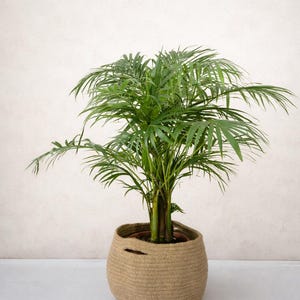Może przedstawiać: Zielona roślina palmy pokojowej w plecionym koszu z juty. Roślina ma wiele łodyg z długimi, cienkimi, zielonymi liśćmi. Kosz jest w jasnobrązowym kolorze i ma zaokrąglony kształt.