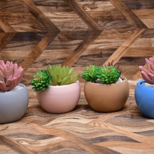 Peut inclure: Quatre petits pots ronds en céramique, gris, rose, beige et bleu, contenant chacun une plante succulente différente. Les plantes succulentes sont de différentes nuances de vert et de rose. Les pots sont sur une surface en bois avec un motif en chevrons.