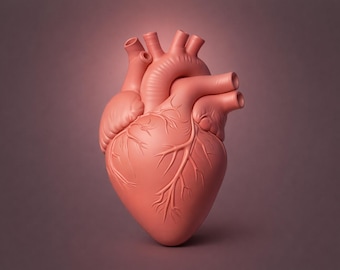 May include: A coral-colored anatomical heart model with detailed veins and arteries. The heart is positioned against a gradient background, showcasing its realistic form. This medical-themed item is ideal for educational purposes.