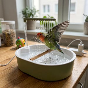 May include: A small green and orange lovebird with wings spread wide stands on a wooden perch inside a light green oval bird bath. A clear plastic shower attachment extends from the side, creating a steady stream of water falling over the bird.