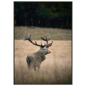 Könnte beinhalten: Gerahmter Druck mit einem majestätischen Hirsch mit großem Geweih, der in einem Feld mit hohem Gras steht. Der Hirsch hat helles Fell und steht vor einem Hintergrund aus Bäumen und einer gedämpften, natürlichen Farbpalette.
