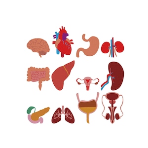 Peut inclure: Ensemble d'illustrations colorées et stylisées d'organes humains : cerveau, cœur, estomac, reins, intestins, foie, utérus, rate, pancréas, poumons, vessie et système reproducteur masculin, sur fond blanc.