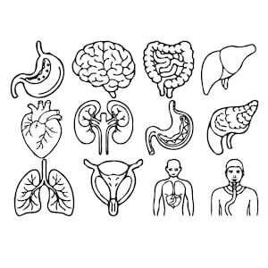 May include: Black and white line art illustrations of various human organs, including the brain, heart, lungs, stomach, kidneys, liver, and intestines. Also included are illustrations of the human body and a person with a breathing tube.