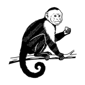 Può includere: Illustrazione in bianco e nero di una scimmia seduta su un ramo, che tiene in mano un pezzo di frutta. La scimmia ha la faccia e il petto bianchi, il resto del corpo è nero. La scimmia sorride.