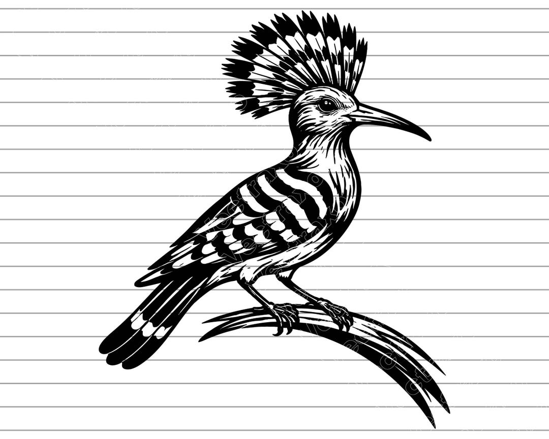 Hoopoe Vector Illustration, Bird Art, Wildlife Design (SVG, PNG, JPG ...