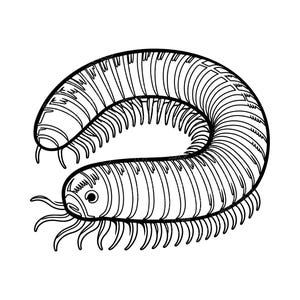 Peut inclure: Une illustration en noir et blanc au trait représentant un mille-pattes en forme de C. La créature présente un corps segmenté avec de nombreuses petites pattes s'étendant sur la partie inférieure et une tête arrondie avec un œil visible.