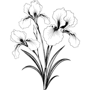 May include: Black and white illustration of irises. The image features three large, open iris flowers with detailed petals and dark centers. Long, slender leaves and stems support the blooms, creating a balanced composition against a white background.