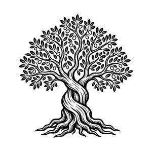 May include: A black and white illustration of a tree with a twisted trunk, roots, leaves, and olives. The tree's branches are filled with leaves and small, round olives. The roots spread out at the base.