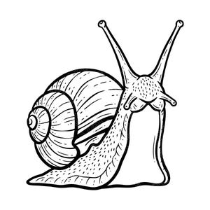 Arquivo SVG de Caracol de Jardim, Arquivo Cricut de Inseto Realista, Arte Linear Fofa de Concha de Caracol em Estilo Cottagecore, Design de Camiseta com Animal da Floresta, Download Instantâneo