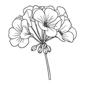 Puede incluir: Dibujo lineal en blanco y negro de una flor de geranio. La imagen muestra un grupo de pétalos abiertos y detallados y capullos sin abrir en un solo tallo. La ilustración es un estudio botánico.