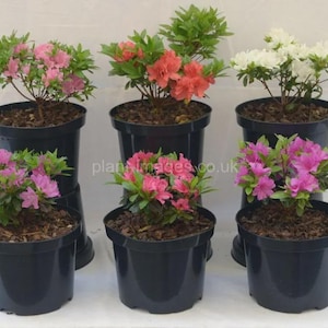 Puede incluir: Seis plantas de azalea en macetas negras, con flores rosas, coral y blancas. Las plantas tienen hojas verdes y están sobre un fondo blanco. Las macetas contienen tierra. Se ven varias flores de azalea.