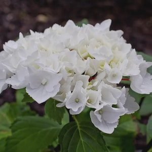 Puede incluir: Primer plano de una inflorescencia de hortensia blanca. La flor está compuesta por numerosas flores pequeñas agrupadas. Los pétalos son de un blanco puro. Se ven hojas verdes en el fondo. La flor está en plena floración.