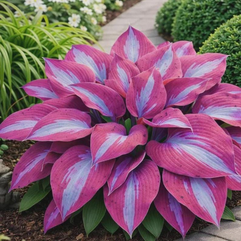 Pretty In Pink Hosta 265+ Hosta Seeds | Shade Perennial Outdoor Foliage Plants - Etsy