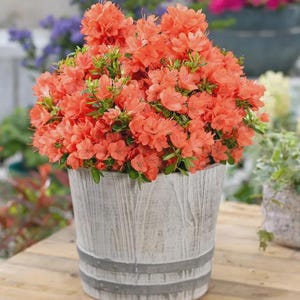May include: A vibrant orange azalea plant in a weathered, gray-washed wooden pot. The pot has two gray bands and sits on a wooden surface. Other potted plants are visible in the background, creating a garden scene.