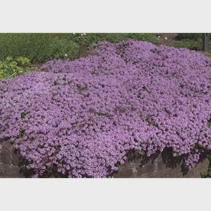 Puede incluir: Una densa cobertura del suelo de pequeñas y vibrantes flores moradas que caen en cascada sobre un muro de piedra. Las flores están en plena floración, creando una apariencia exuberante y texturizada. El follaje verde es visible en el fondo, agregando contraste.