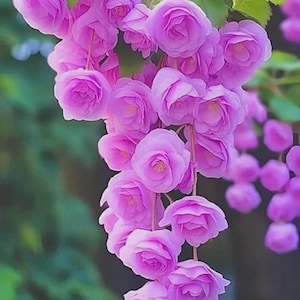 Pode incluir: Um close-up de um aglomerado de rosas rosa vibrantes, caindo em cascata para baixo. As rosas estão em plena floração, com múltiplas pétalas criando um efeito em camadas. Folhas verdes são intercaladas entre as flores, em um fundo verde desfocado.