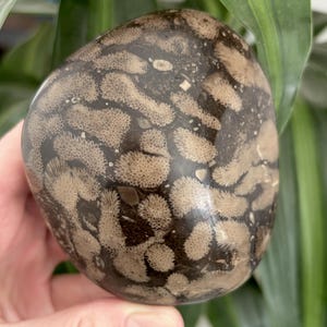May include: A polished, oval-shaped stone with a dark brown base and a pattern of beige, coral-like fossils. The stone is held in a hand, with green plant leaves in the background. The stone's surface is smooth and reflective, highlighting the intricate fossil details.