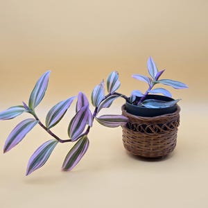 May include: A potted Tradescantia plant with green, pink, and white striped leaves. The plant is in a small black pot, nestled inside a woven brown basket. The background is a solid light yellow.
