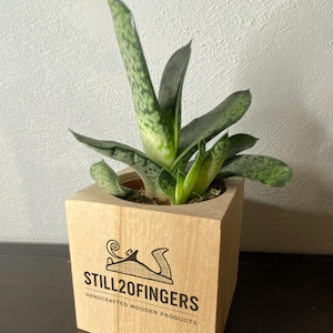 Può includere: Una piccola pianta succulenta in un vaso quadrato di legno. La pianta ha foglie verdi e bianche macchiate. Il vaso ha il testo "STILL20FINGERS HANDCRAFTED WOODEN PRODUCTS" stampato sul davanti.