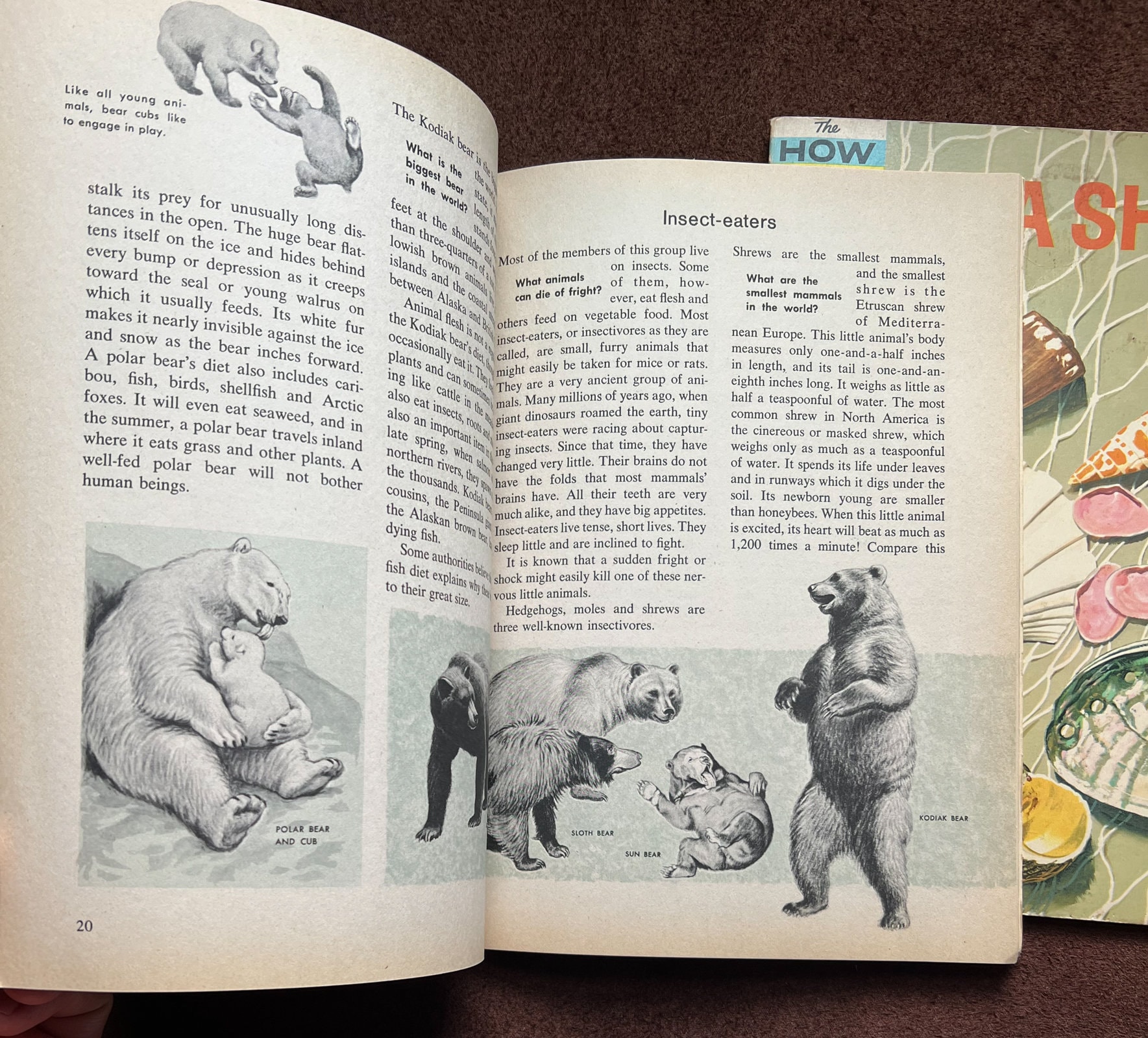 60s 70s HOW AND WHY Books - Wild Animals and Sea Shells - Etsy Australia