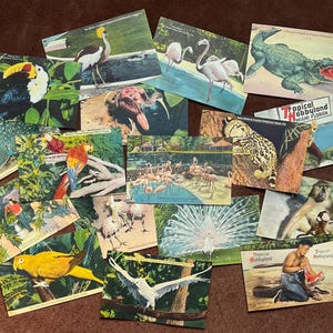 50er 60er Miami Florida TROPICAL HOBBYLAND Tier Postkarten
