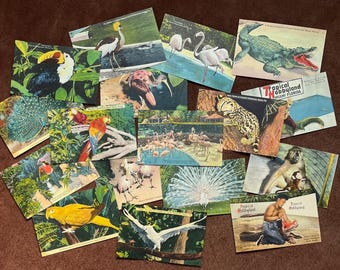 50s 60s Miami Florida TROPICAL HOBBYLAND Animal Postcards