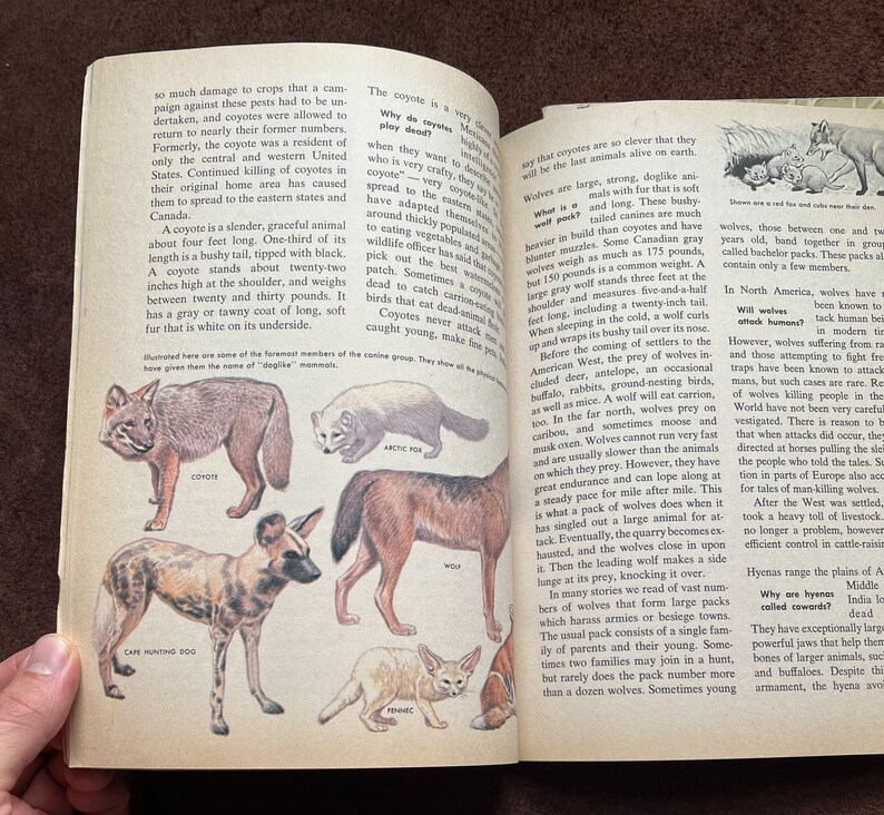 60s 70s HOW AND WHY Books - Wild Animals and Sea Shells - Etsy