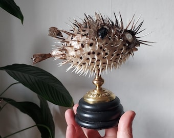 Stuffed porcupinefish on a handcrafted base