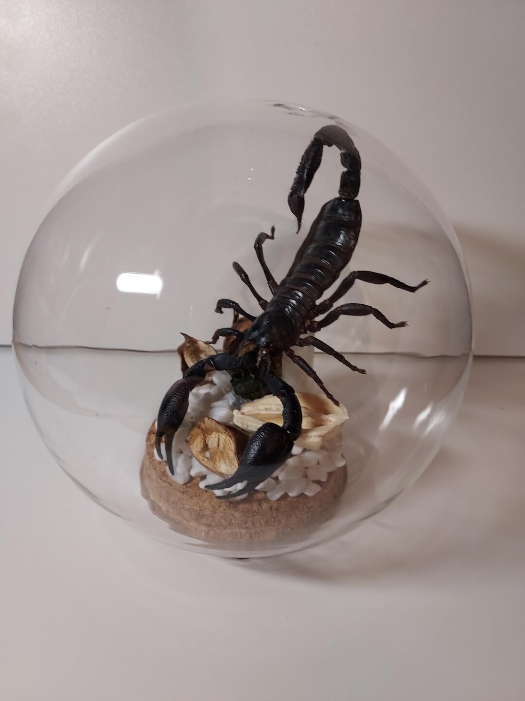 Java Scorpion Cloche Scorpion Naturel – Spécimen Java – Dôme De Verre – Quartz ...