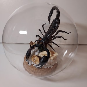 Peut inclure: Un scorpion noir préservé, enfermé dans un dôme en verre transparent. Le scorpion est présenté sur une petite base ronde avec des éléments décoratifs. Le dôme est posé sur un fond neutre.