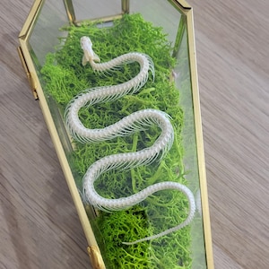 Peut inclure: Un squelette de serpent blanc est exposé à l'intérieur d'un terrarium en verre en forme de cercueil avec un cadre en métal doré. Le squelette repose sur un lit de mousse préservée vert vif, suivant un chemin sinueux en forme de S.