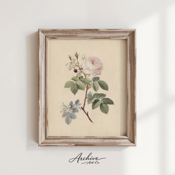 Impression de roses botaniques vintage - fleur rose pâle romantique, décoration florale cottagecore, aquarelle de fleurs sauvages délicates, téléchargement d'art imprimable