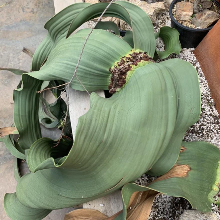 Welwitschia Mirabilis - Etsy