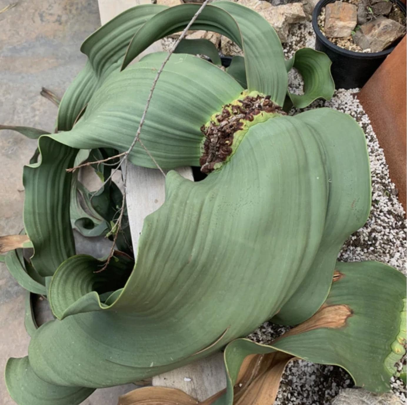 50粒種子ウェルウィッチア・ミラビリスWelwitschia mirabilis il_fullxfull.8264841364_jc2f.jpg